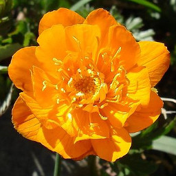 Trollius altaicus from Khangai Mountains (Mongòlia)